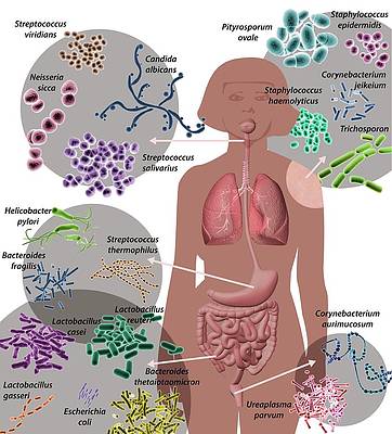 Mikrobiotika2