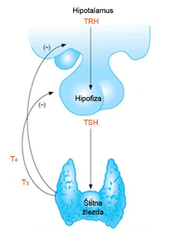 Hipotalamo – hipofizno - tiroidna osovina