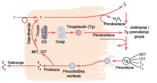 Sinteza hormona štitaste žlezde u folikularnoj ćeliji